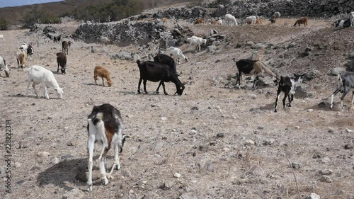 A herd of goats. photo