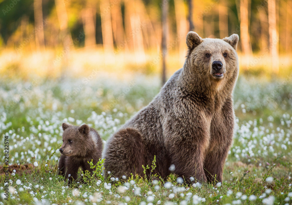 Obraz premium She-bear and bear-cub at sunset. Cub and Adult female of Brown Bear in the forest at summer time. Scientific name: Ursus arctos. White flowers on the bog in the summer forest.