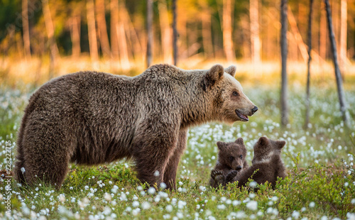 She-bear and playfull bear cubs. Cubs and Adult female of Brown Bear  in the forest at summer time. Scientific name: Ursus arctos.  White flowers on the bog in the summer forest.