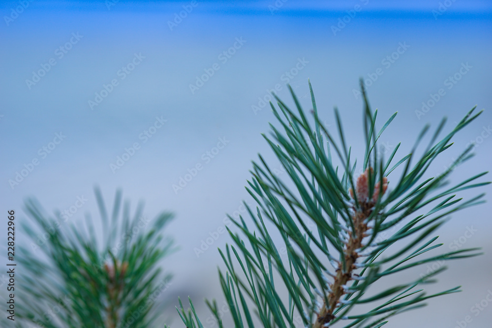 Green prickly branches of a fur-tree or pine. Green prickly branches of a fur-tree or pine.