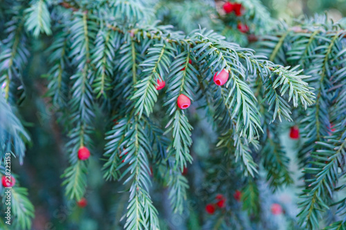Evergreen tree close up. Yew tree. Green natural pattern. Taxus baccata.