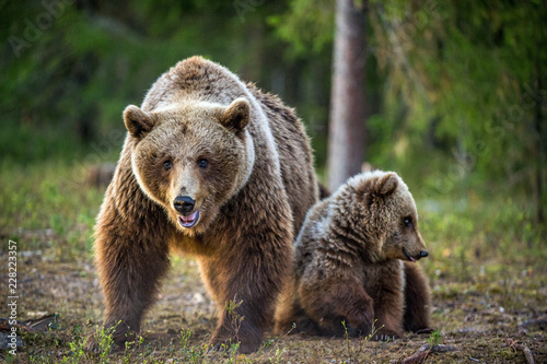 She-bear and bear-cub. Cub and Adult female of Brown Bear in the forest at summer time. Scientific name: Ursus arctos.