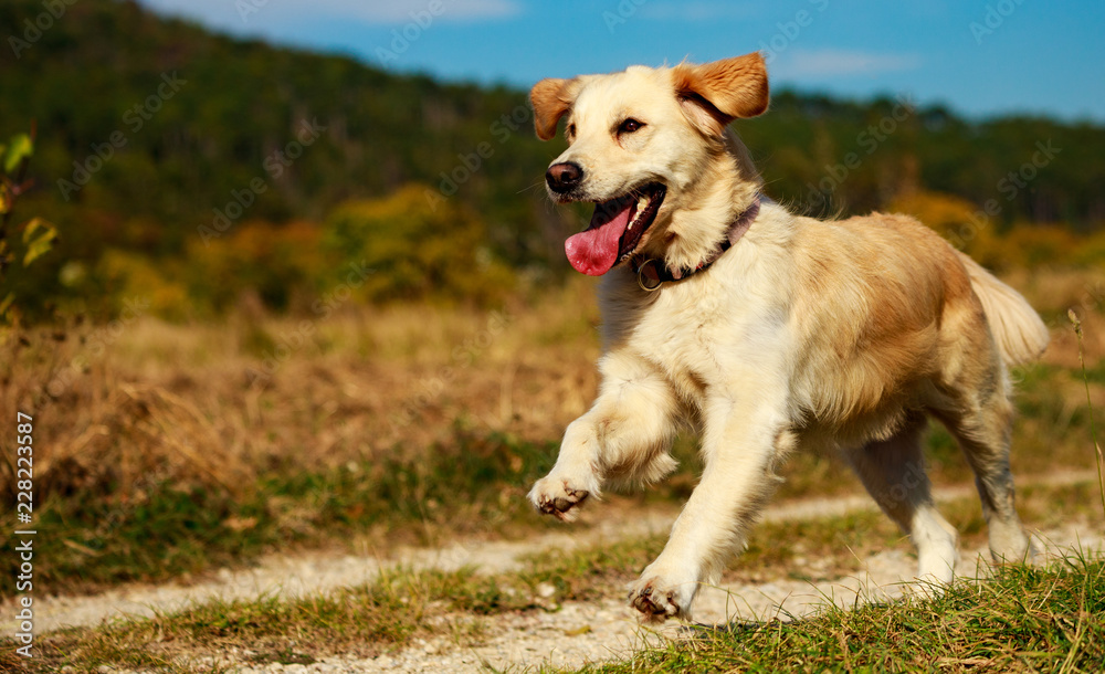 golden retriever beim laufen im herbst golden retriever beim laufen im herbst