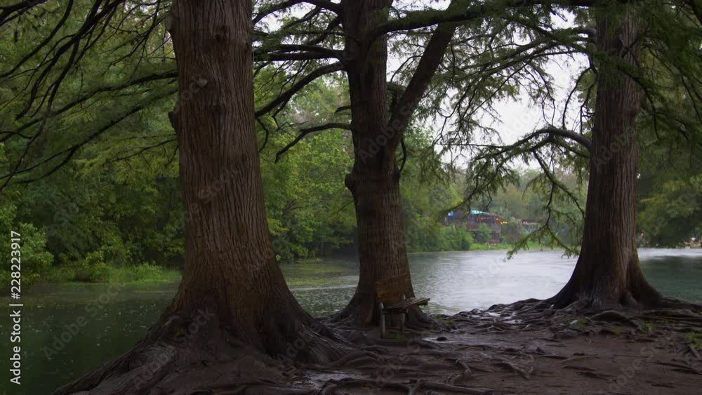A wide shot of 3 cypress trees on an island in the San Marcos river while it's raining.