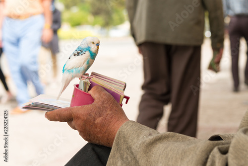 Budgie fortune-teller: Tomb of Hafez photo