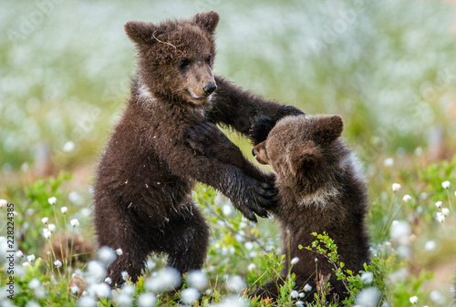 Brown bear cubs playing in the forest. Bear Cubs stands on its hind legs. Scientific name: Ursus arctos. Cubs playing on the swamp in the forest. White flowers on the bog in the summer forest.