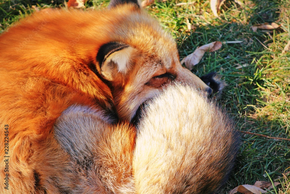 Obraz premium A Fluffy Red Fox Sleeping