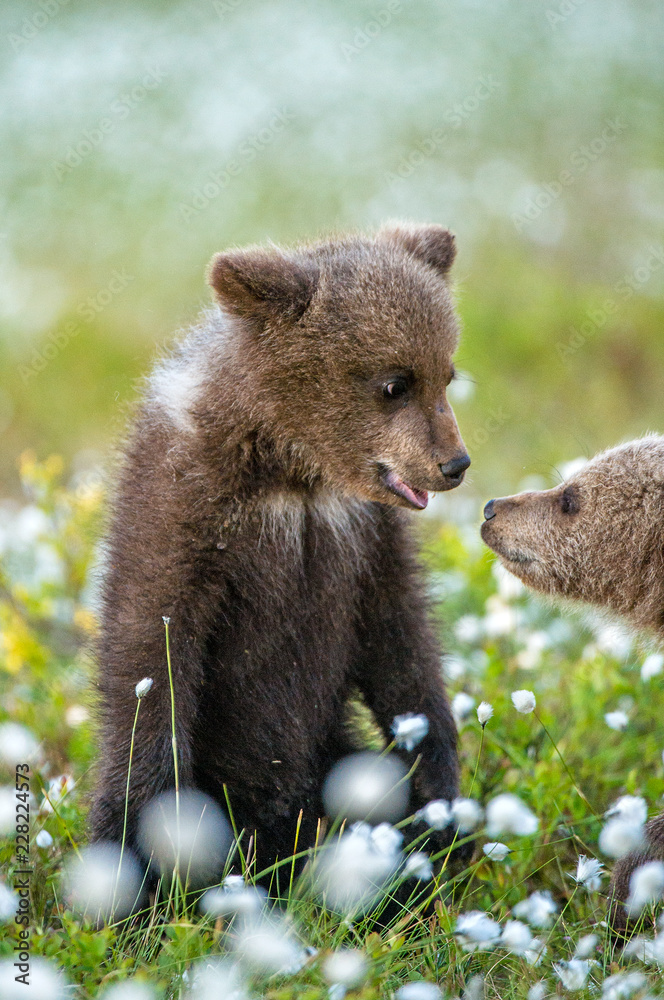 Fototapeta premium Bear Cub stands on its hind legs. Brown bear ( Scientific name: Ursus arctos) cubs playing on the swamp in the forest. White flowers on the bog in the summer forest.