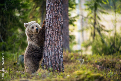 Brown bear cub stands on its hind legs. Scientific name: Ursus arctos. In the summer forest.