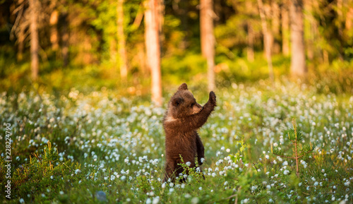 Brown bear cub on the forest background among white flowers. Summer season