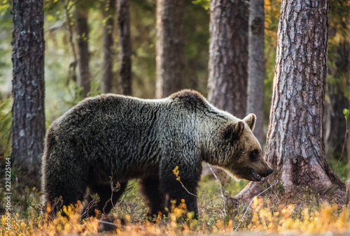 Wild Brown bear in the summer forest. Scientific name: Ursus Arctos.