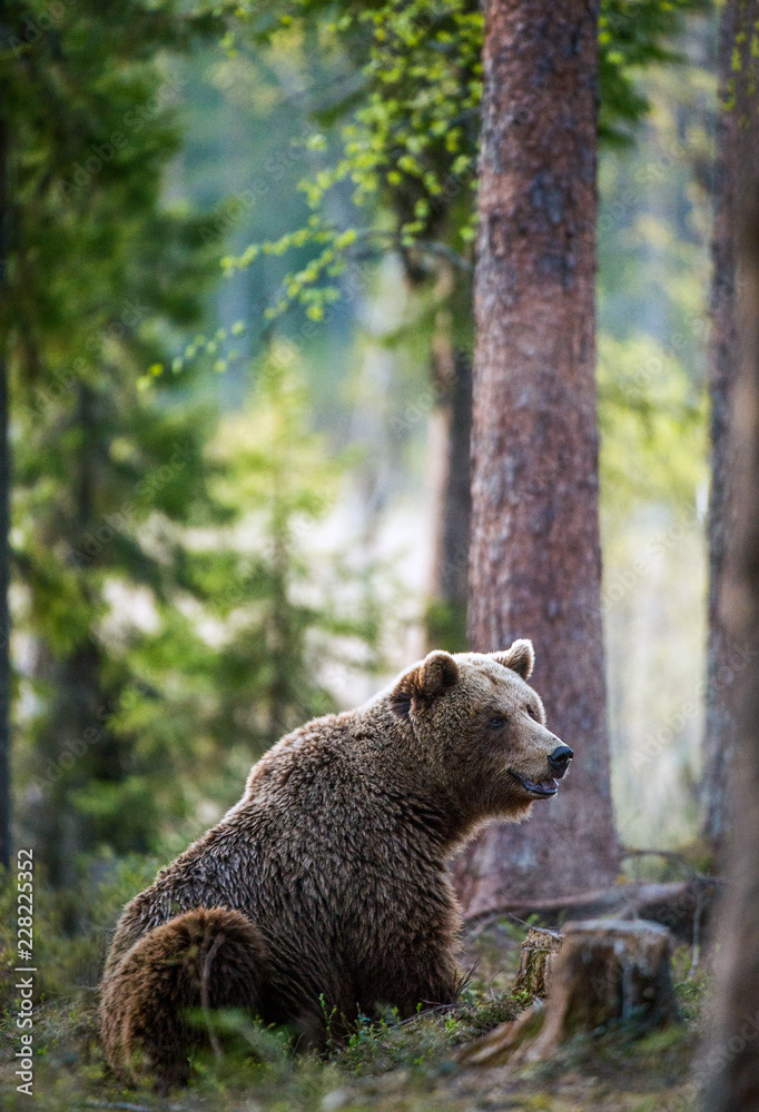 Wild Brown bear in the summer forest. Scientific name: Ursus Arctos. Wild Brown bear in the summer forest. Scientific name: Ursus Arctos.