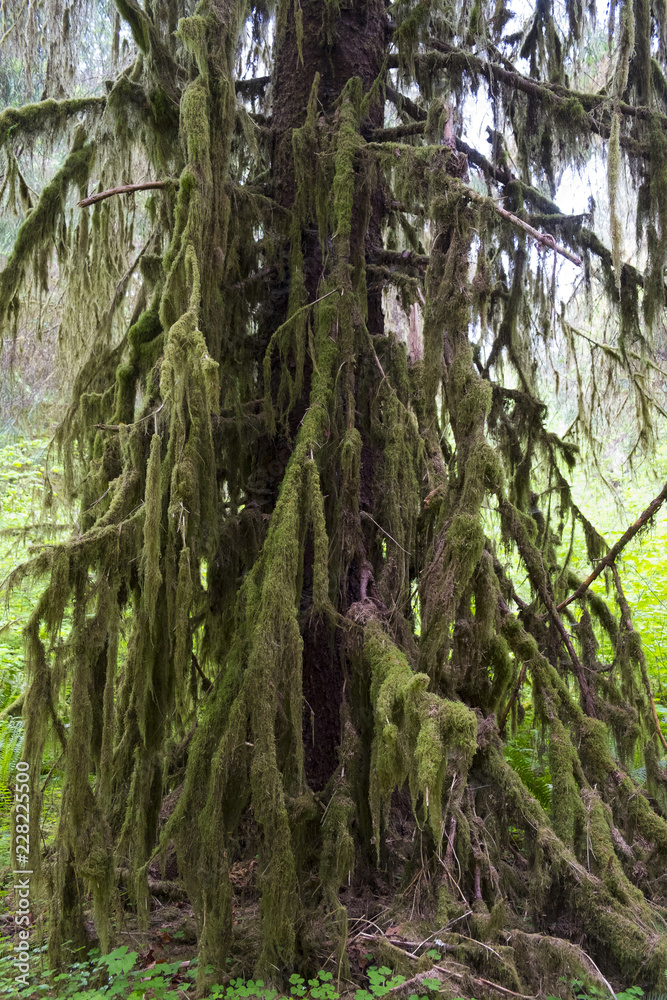 hoh rain forest