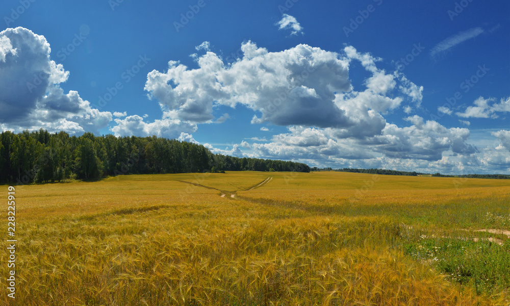 Russian Nature - Boundless Russian field, small panorama, Gremiachiy, Russia
