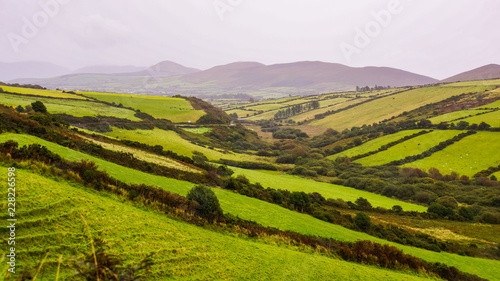 fields in many shades of green in a valley in the Irish rural countryside, Dingle Peninsula, Kerry, Ireland