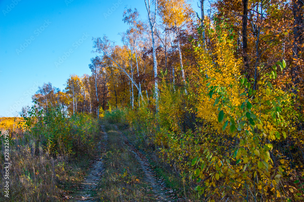 Fototapeta premium the mountain autumn landscape with colorful forest