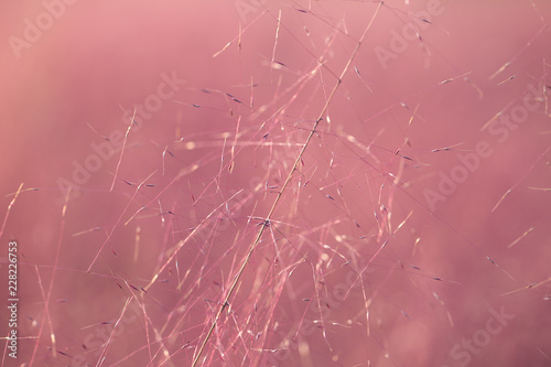pink muhly Grass. reed. pink color background. photo