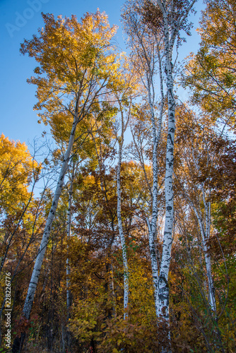 the mountain autumn landscape with colorful forest