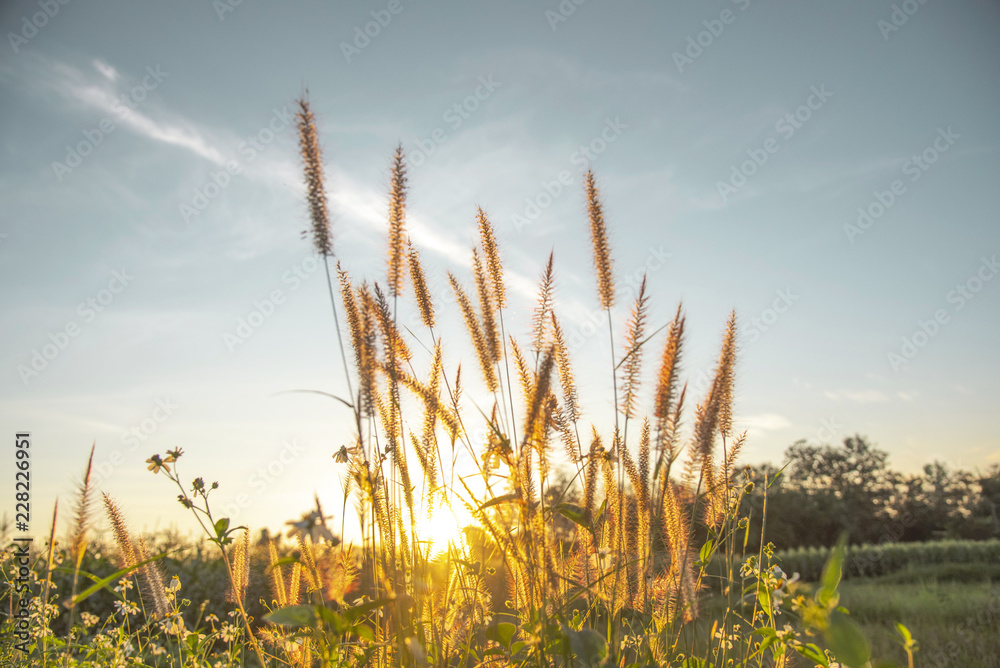 flowers grass in the evening with sunset background