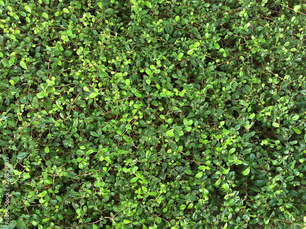 Green bush leaves wall background Green bush leaves wall background