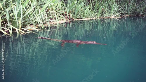 Australian freshwater crocodile floats on surface of calm water surrouned by green pandanus water palm trees. photo