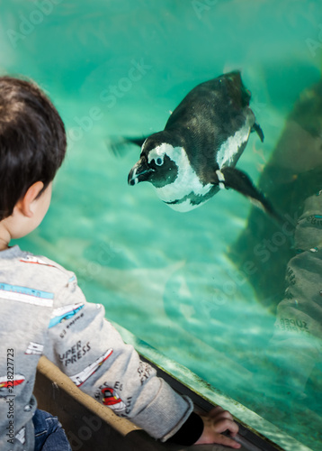 Boy watching a penguin swimming at aquarium