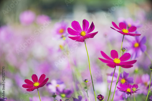 Cosmos flowers on spring background © Songsak C
