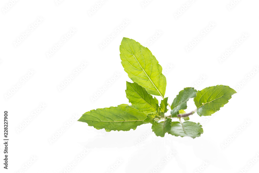 Thai holy basil isolated on white Thai holy basil isolated on white