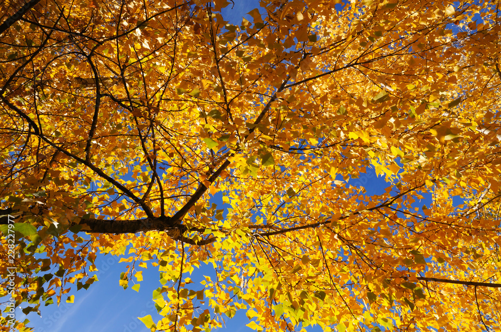 Beautiful yellow trees in morning sunlight,Gorno-Altaisk,Russia