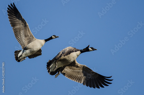 Pair of Canada Geese Flying in a Blue Sky