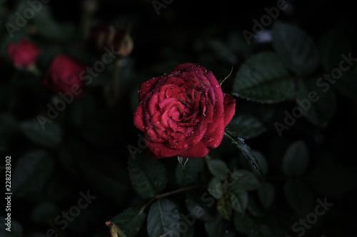red rose