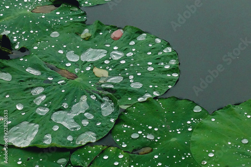 water drops on green leaf