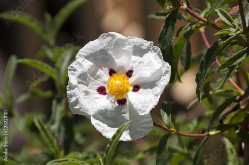 Photos Albany Australia, white rock-rose flower with crimson markings