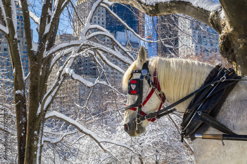 Quadro su tela White carriage horse on a snowy day in Central Park