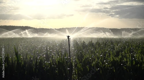 Water sprinklers at sunset irrigating a corn farma photo
