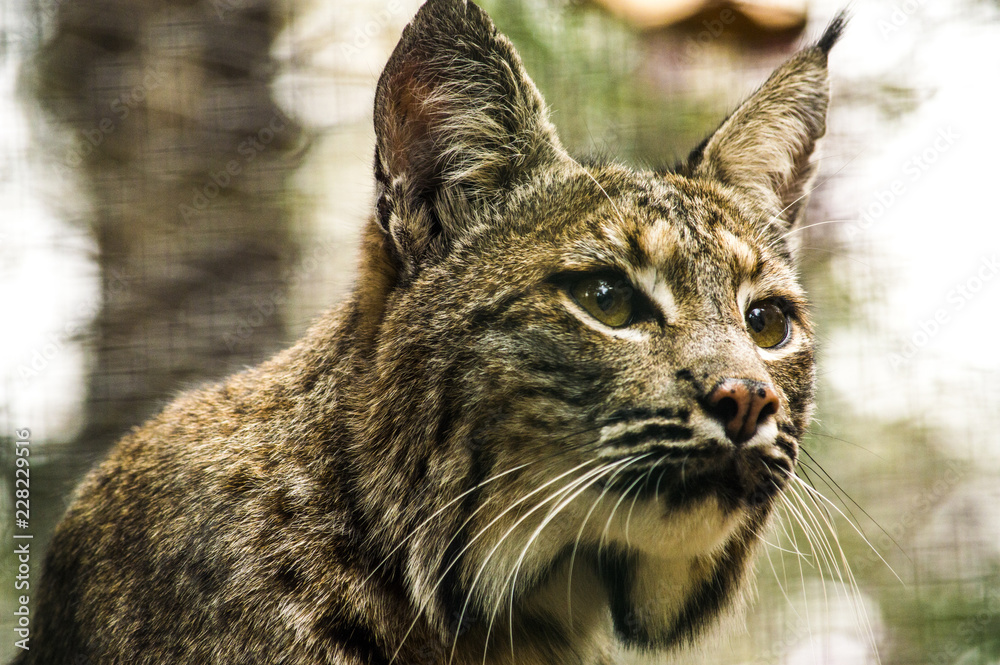 Obraz premium Gato Monres