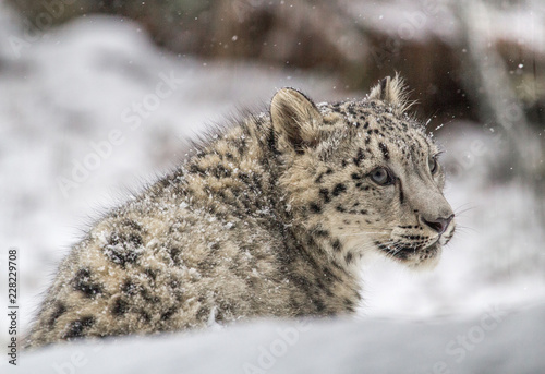 Snow leopard cub looking to the side as it snows