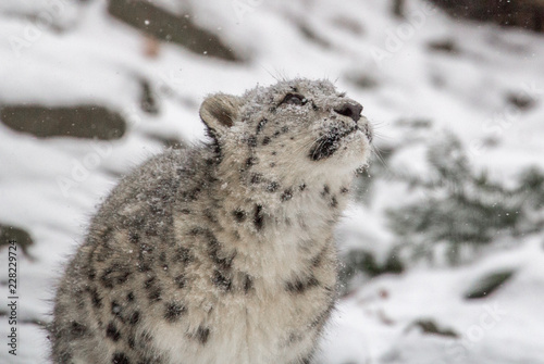Snow leopard cub sitting and looking up into the snowy sky