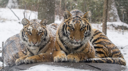 Snow falling on tigers that are cuddling on a rock