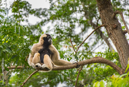 Gibbons sitting on the branches in the zoo
