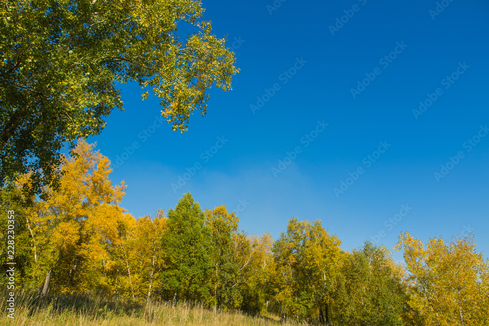 Colorful autumn forest on september sunny day