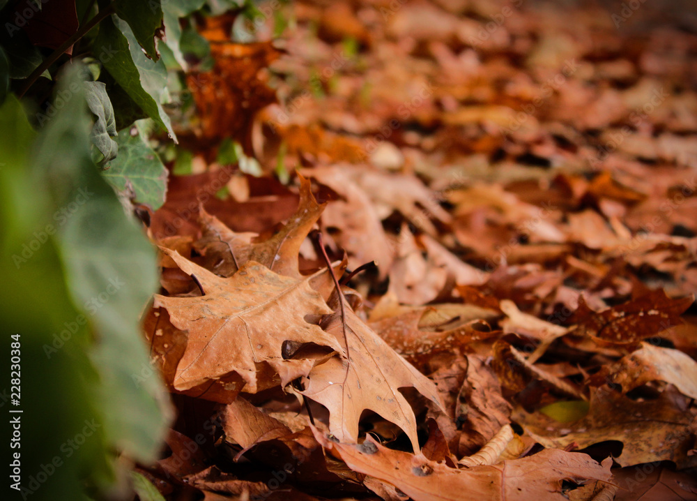Fall foliage Fall foliage