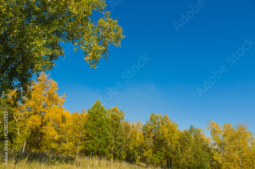 Colorful autumn forest on september sunny day