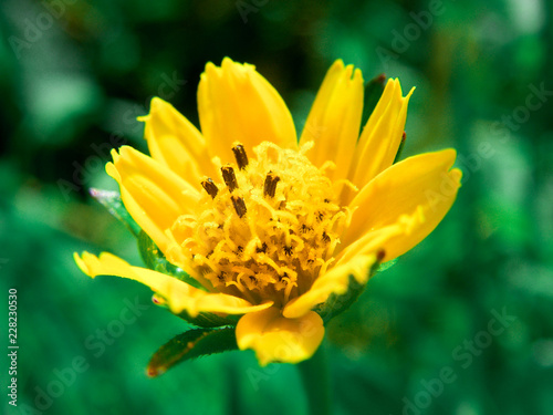 yellow flower