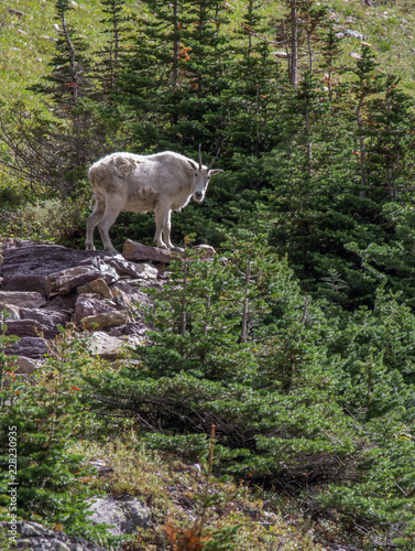 Mountain goat up on a cliff surrounded by pine trees  looking towards camera