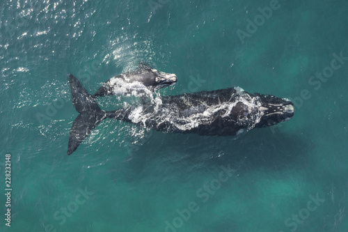 Whale and calf swimming in sea