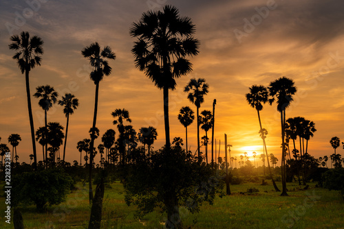 Sugar palm tree in rice fields