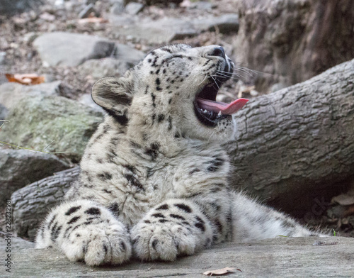 Cute snow leopard cub yawns while sitting on a rock