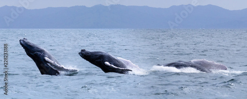 Baby humpback whale calf breaching (jumping) out of the ocean in front of an island