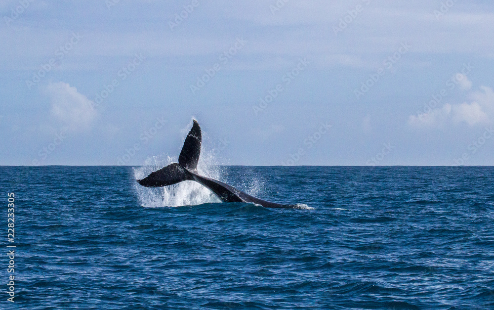 Humpback whale playfully slaps tail on the blue ocean Humpback whale playfully slaps tail on the blue ocean